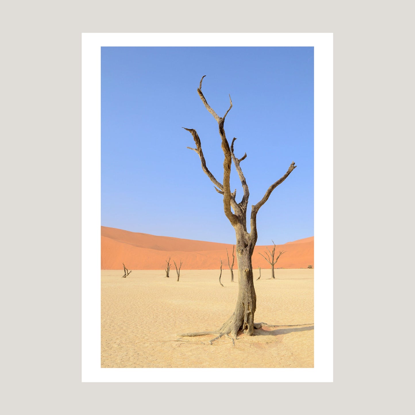 Desert Garden, 2019 - [ Pictūra ]