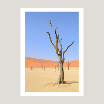 Desert Garden, 2019 - [ Arté ]