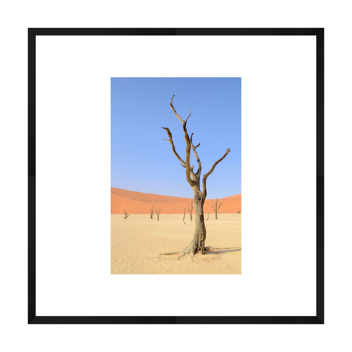 Desert Garden, 2019 - [ Creativ ]