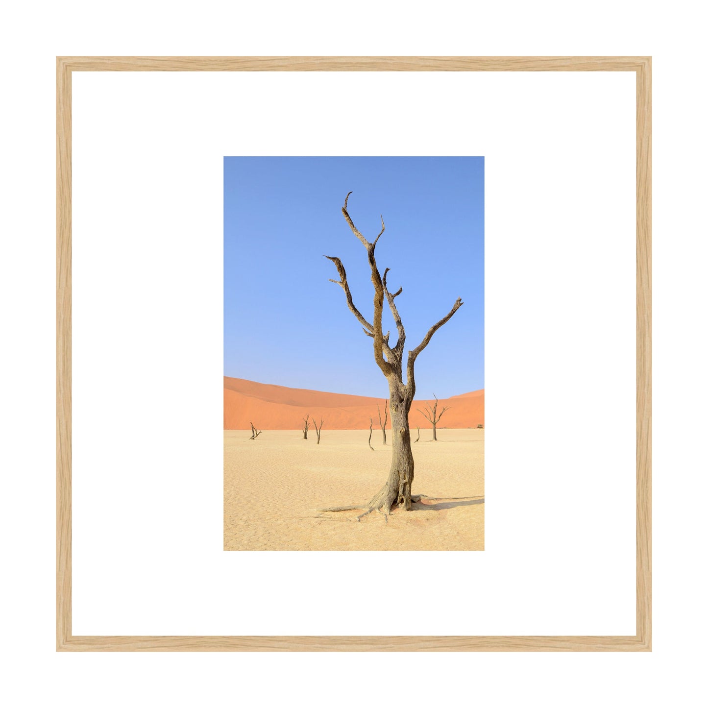 Desert Garden, 2019 - [ Creativ ]