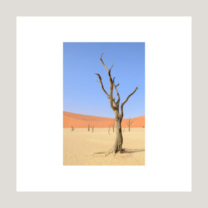 Desert Garden, 2019 - [ Creativ ]
