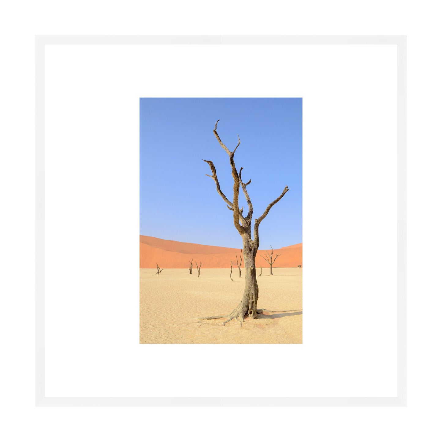 Desert Garden, 2019 - [ Creativ ]